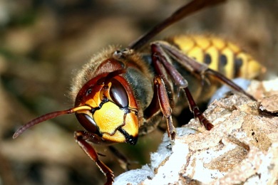 Nid de frelons Destruction nid de guêpes et frelons Vallauris