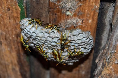 Nid de guêpes Destruction nid de guêpes et frelons Pierrelatte