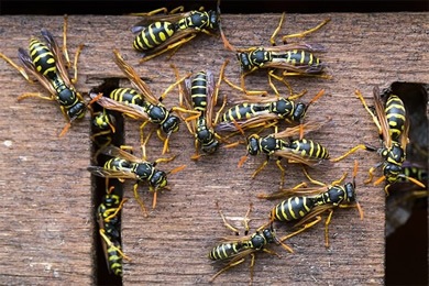 Nid de Guêpes Destruction nid de guêpes et frelons Bron