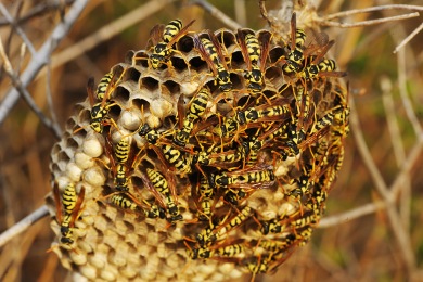 Nid de guêpes Destruction nid de guêpes et frelons Pierrelatte