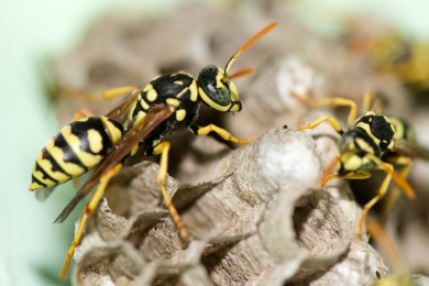 Nid de guêpes Destruction nid de guêpes et frelons Thann